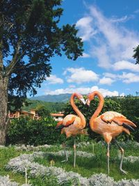 Close-up of a bird on field against sky