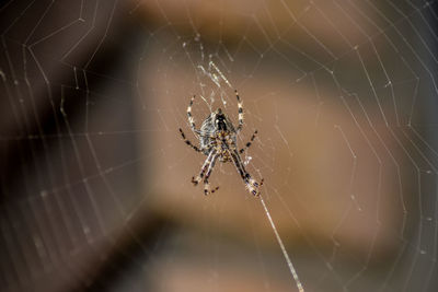 Close-up of spider and web against blurred background