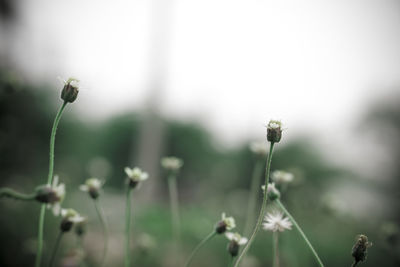 Close-up of flowering plant