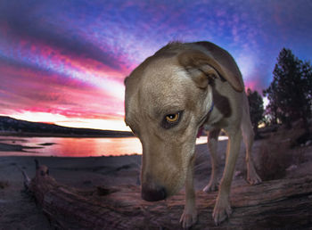 Close-up of dog standing at beach against cloudy sky at dusk