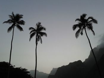 Low angle view of palm trees