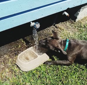 High angle view of dog drinking water