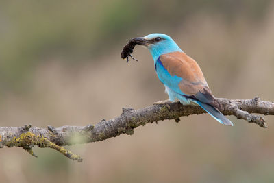 Close-up of european roller eating insect and perched on branch