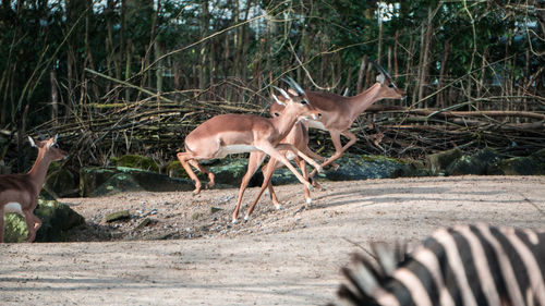 Deer on the road