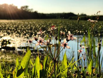 Flowers blooming on field