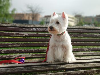 Tula sitting on bench in park