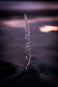 Close-up of feather on land