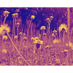 Close-up of yellow flowering plants on field