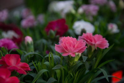 Close-up of pink flowering plants