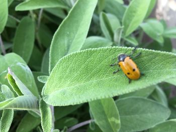 Close-up of ladybug on plant