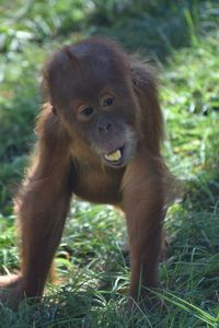 Portrait of a monkey on field