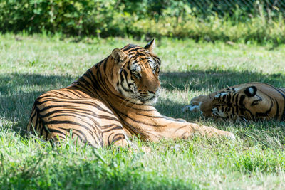 Tiger lying on grass