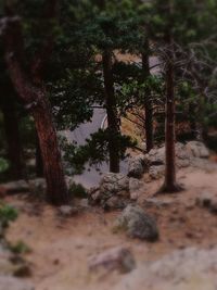 Close-up of trees on beach