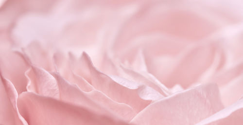 Full frame shot of rose
