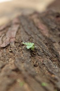 Close-up of insect on tree trunk