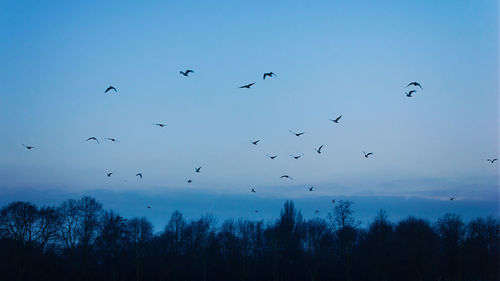 Low angle view of birds flying against blue sky