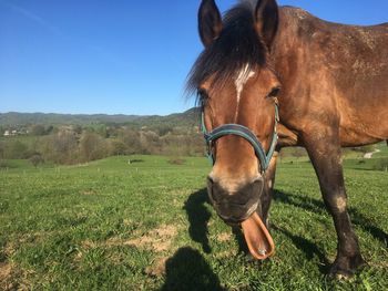 Horse in a field