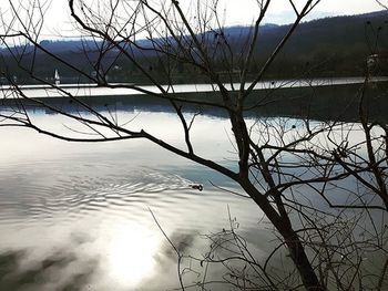 Reflection of trees in lake