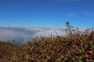 Plants growing on land against blue sky