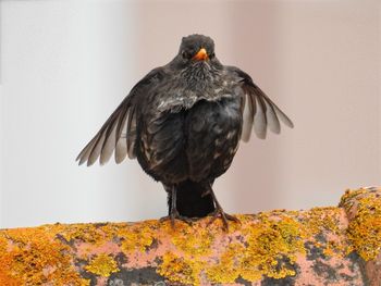 Close-up of bird perching on retaining wall