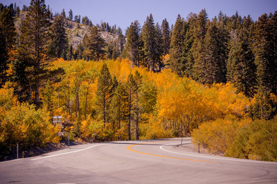 Road amidst trees in forest during autumn