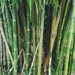 Full frame shot of bamboo plants in forest
