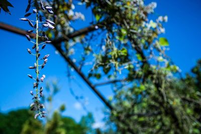 Close-up of plant against blue sky