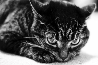 Close-up portrait of cat lying down