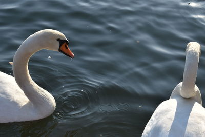 High angle view of swan swimming in lake