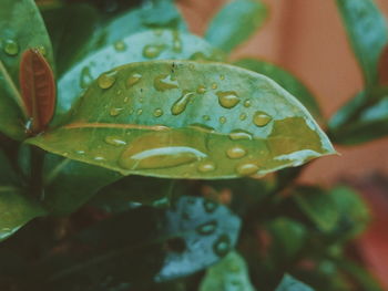 Close-up of raindrops on leaves