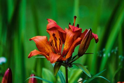 Close-up of red lily blooming outdoors