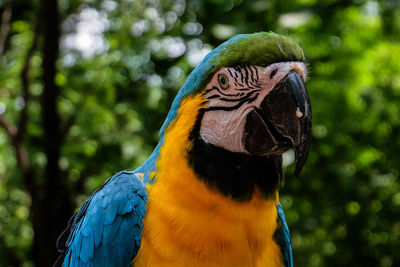 Close-up of a parrot