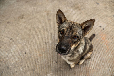 Close-up portrait of a dog