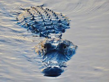 Closeup of an alligator swimming