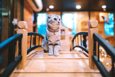 View of a dog sitting on wooden table