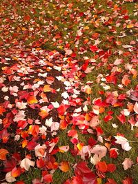 Full frame shot of leaves