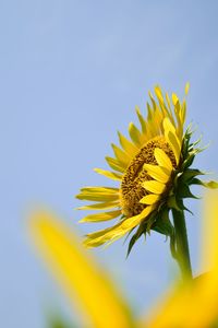 Close-up of yellow flower against clear sky