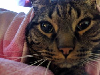 Close-up portrait of cat