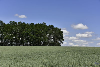 Crops growing on field against sky