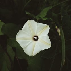 High angle view of white flowering plant