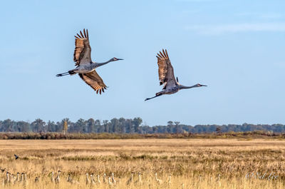 Birds flying over field