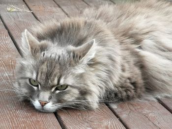 High angle view portrait of a cat