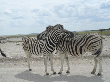 Zebras standing in the ground