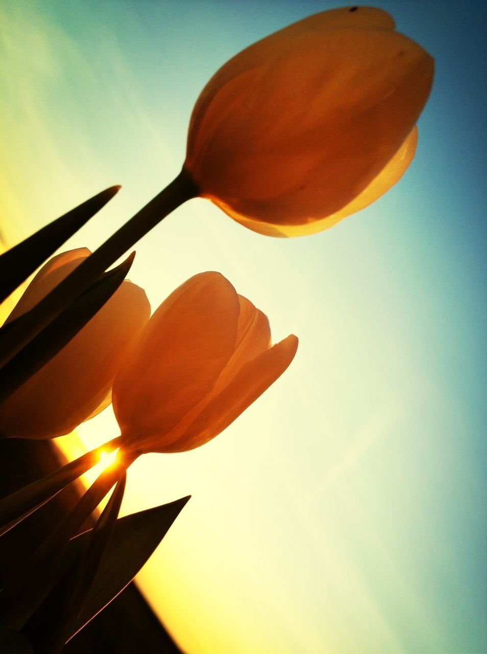 sunset, orange color, sun, low angle view, sunlight, sky, close-up, sunbeam, nature, beauty in nature, no people, lens flare, silhouette, orange, yellow, single object, outdoors, clear sky, copy space, back lit