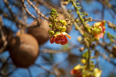 Low angle view of berries on tree