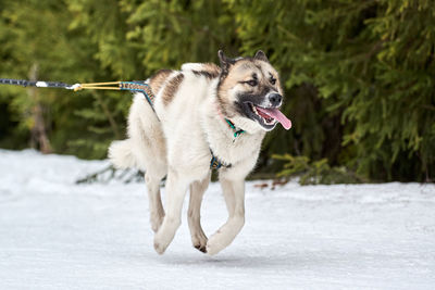 Running husky dog on sled dog racing. winter dog sport sled team competition. siberian husky dog