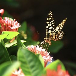 Close-up of butterfly pollinating on flower