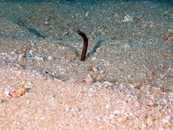 High angle view of crab on sand