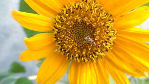 Close-up of sunflower blooming outdoors
