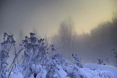 Frozen trees on landscape against sky